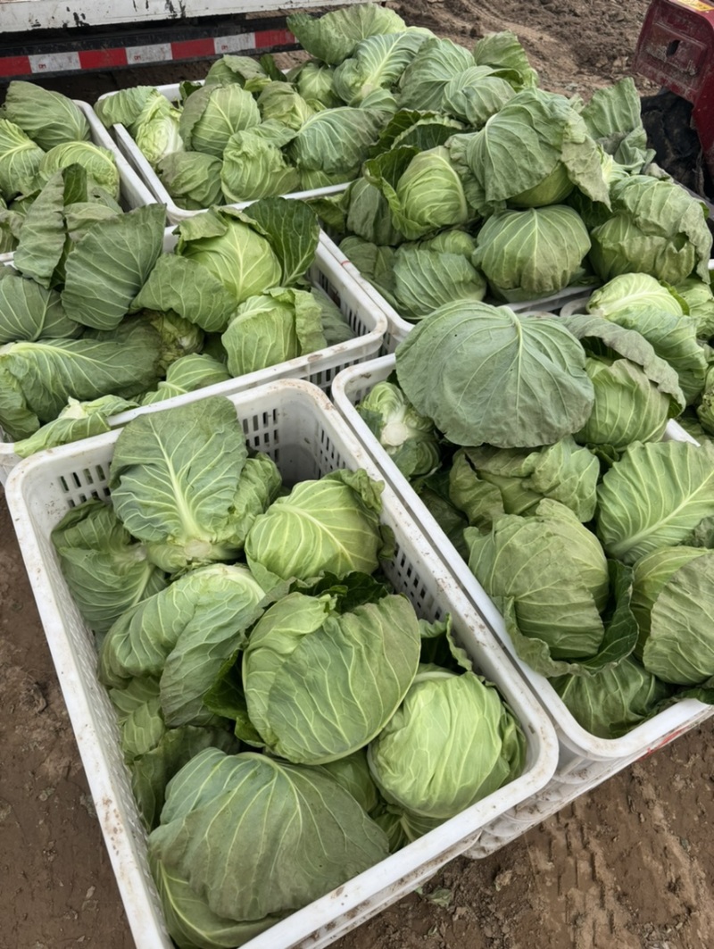 河南内黄县甘蓝菜大量上市