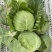 河南内黄县甘蓝菜大量上市