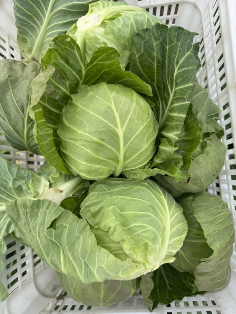 河南内黄县甘蓝菜大量上市