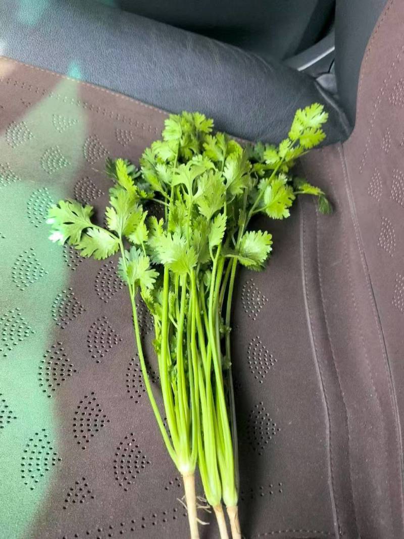 【精品香菜】产地直发，货源充足，价格优惠，欢迎来电咨询