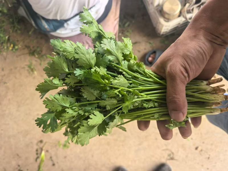 【精品香菜】产地直发，货源充足，价格优惠，欢迎来电咨询