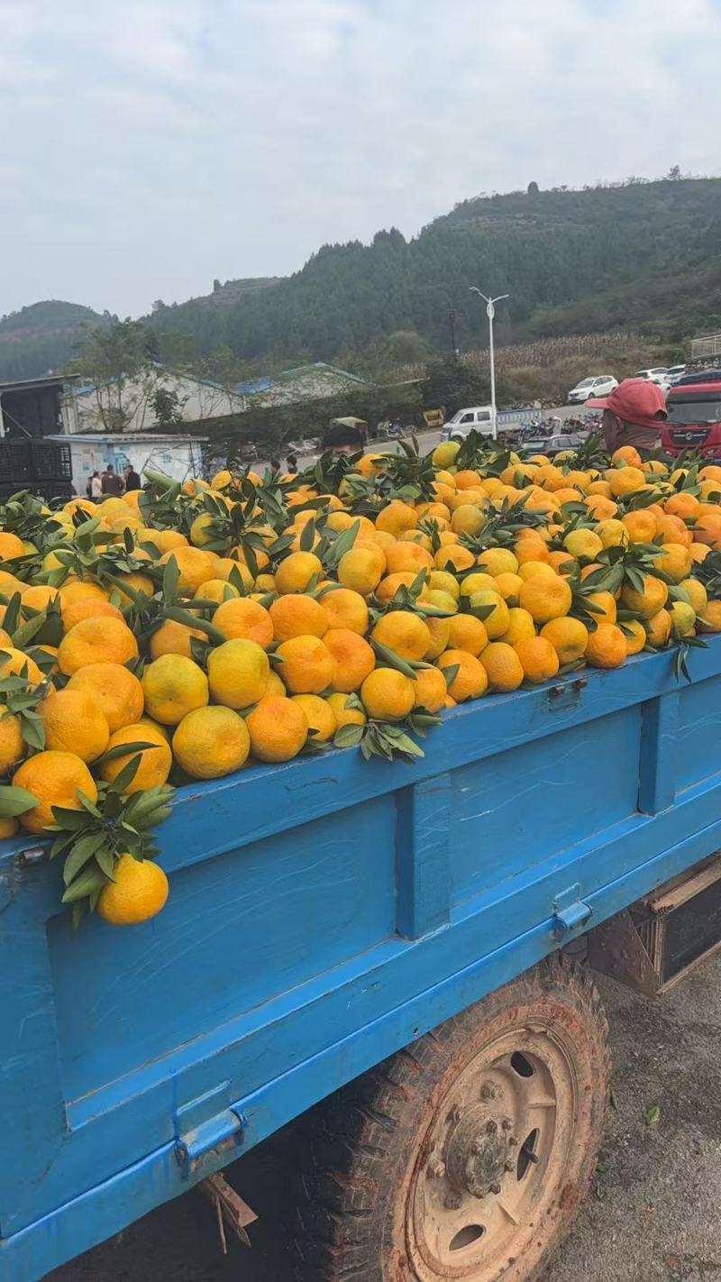 湖北省高山蜜橘薄皮化渣口感好果面好市场电商货大量供