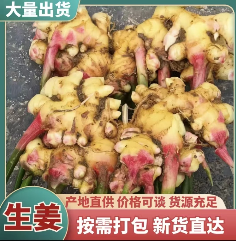 优质二黄姜，生姜产地，直供一手货源，品质保证，价格从优