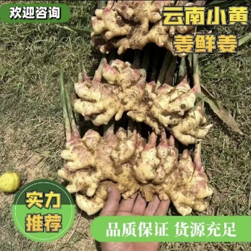 优质二黄姜，生姜产地，直供一手货源，品质保证，价格从优