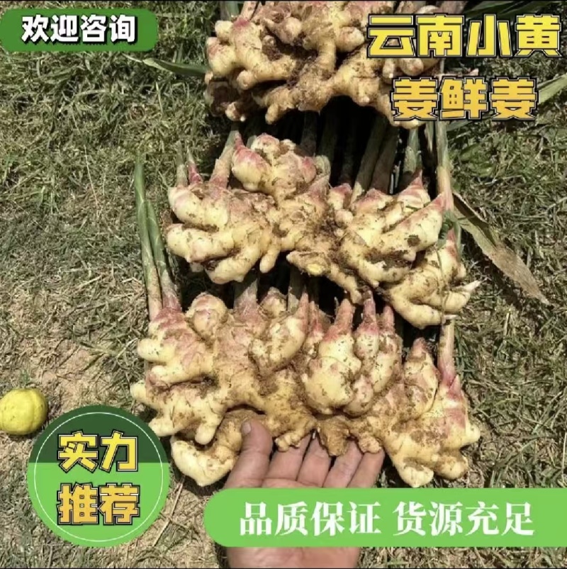 优质二黄姜，生姜产地，直供一手货源，品质保证，价格从优