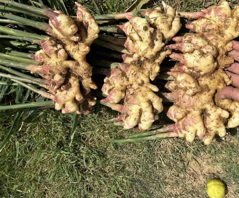 优质二黄姜，生姜产地，直供一手货源，品质保证，价格从优