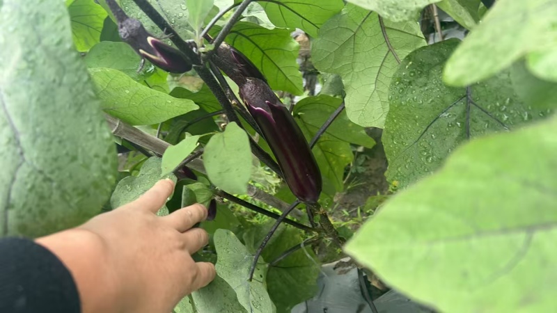 茄子