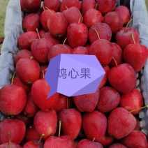 鸡心果苗龙丰苹果苗