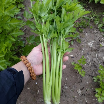 首地头茬苗，欢迎预订