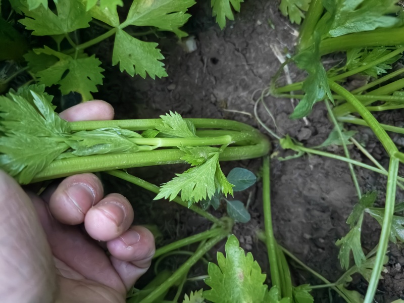 首地头茬苗，欢迎预订