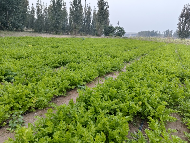 首地头茬苗，欢迎预订