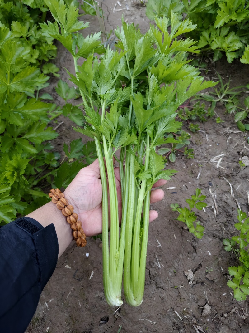 首地头茬苗，欢迎预订