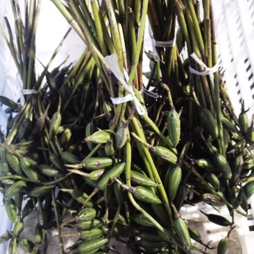 毛慈菇果夹