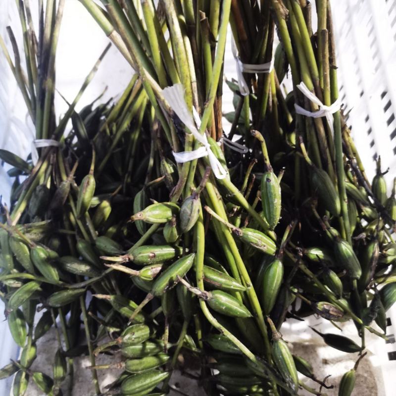 毛慈菇果夹