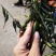 毛慈菇果夹
