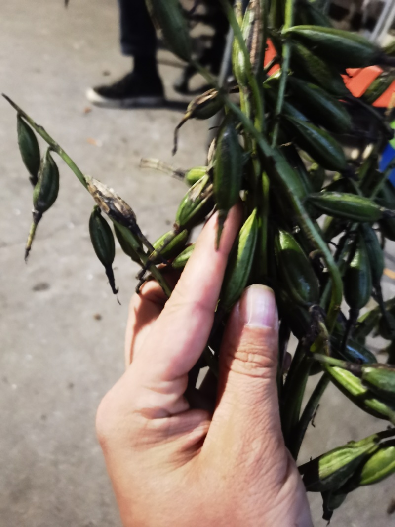 毛慈菇果夹