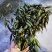 毛慈菇果夹