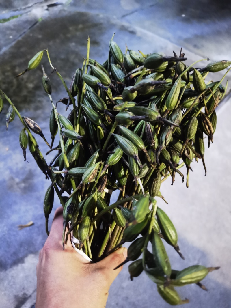 毛慈菇果夹