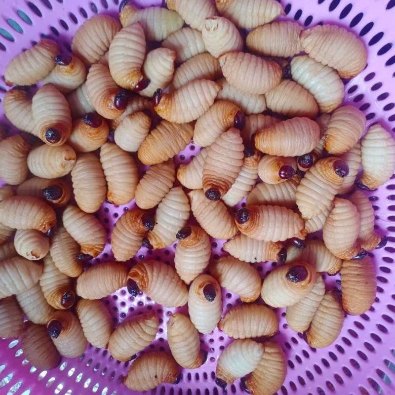 竹虫-药材类食材类，纯绿色养殖高蛋白！（带学徒）