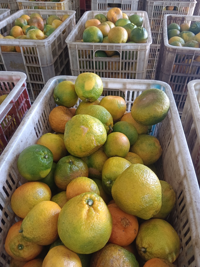 蜜橘榨汁果，工厂货大量供应，罐头，榨汁，剥皮均可