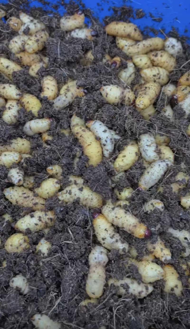 竹虫-药材类食材类，纯绿色养殖高蛋白！（带学徒）