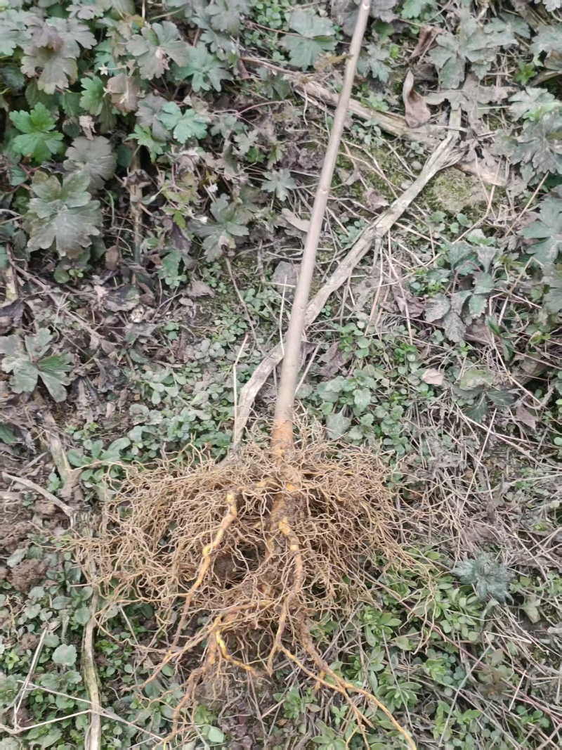 黄柏苗，正宗的大叶厚皮川黄柏苗，基地直发，品质保证