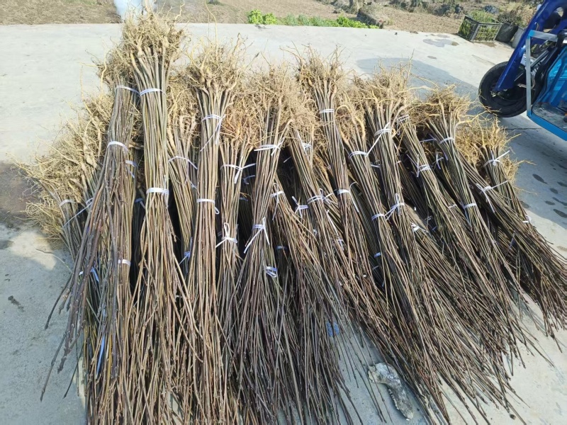 黄柏苗，正宗的大叶厚皮川黄柏苗，基地直发，品质保证