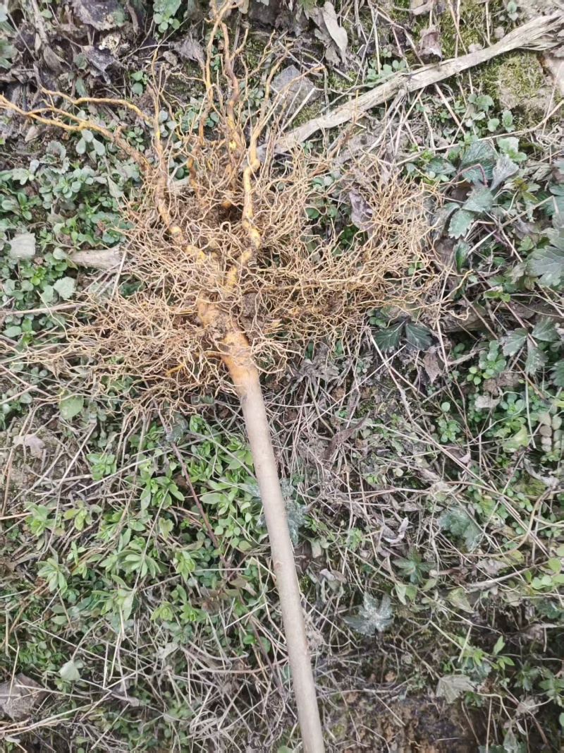 黄柏苗，正宗的大叶厚皮川黄柏苗，基地直发，品质保证