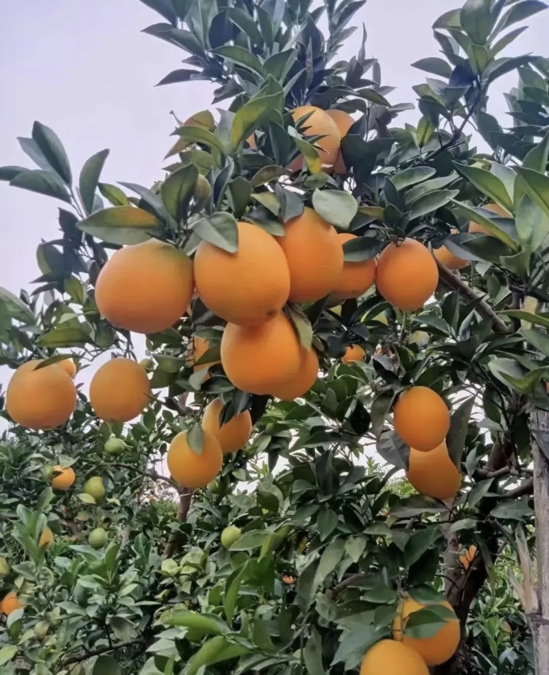 【推荐】广西脐橙大量上市产地直发量大从优欢迎来电