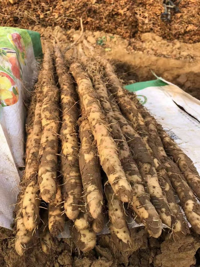 正宗温县垆士铁棍山药产地直供量大从优支持一件代发联系