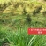 长林油茶果