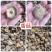 香菇地摊电商批发香菇干冬菇花菇香菇干货批发