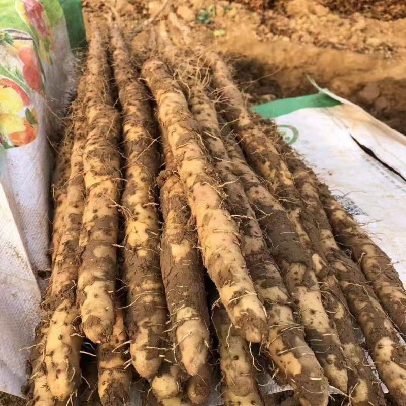 垆士温县山药铁棍山药量大从优实力代发全国商超