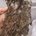 马齿苋河北干货药食同源散装量大从优