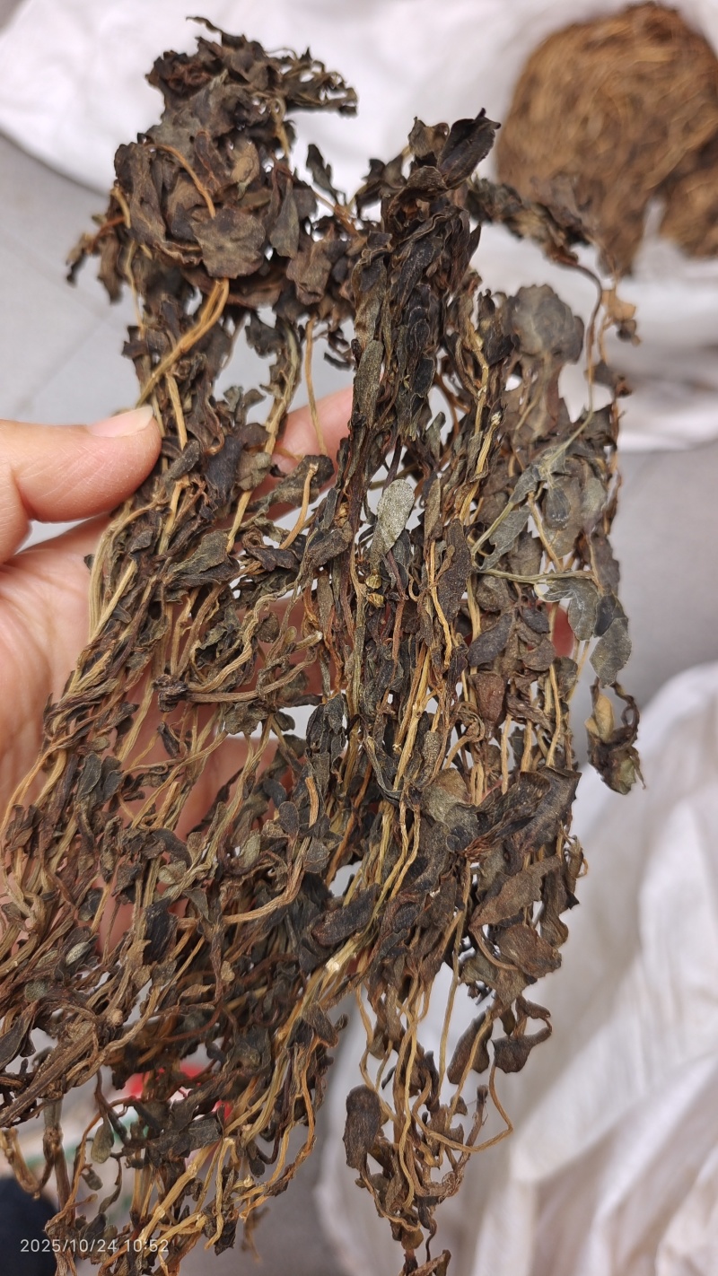 马齿苋河北干货药食同源散装量大从优