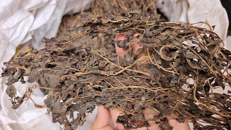 马齿苋河北干货药食同源散装量大从优