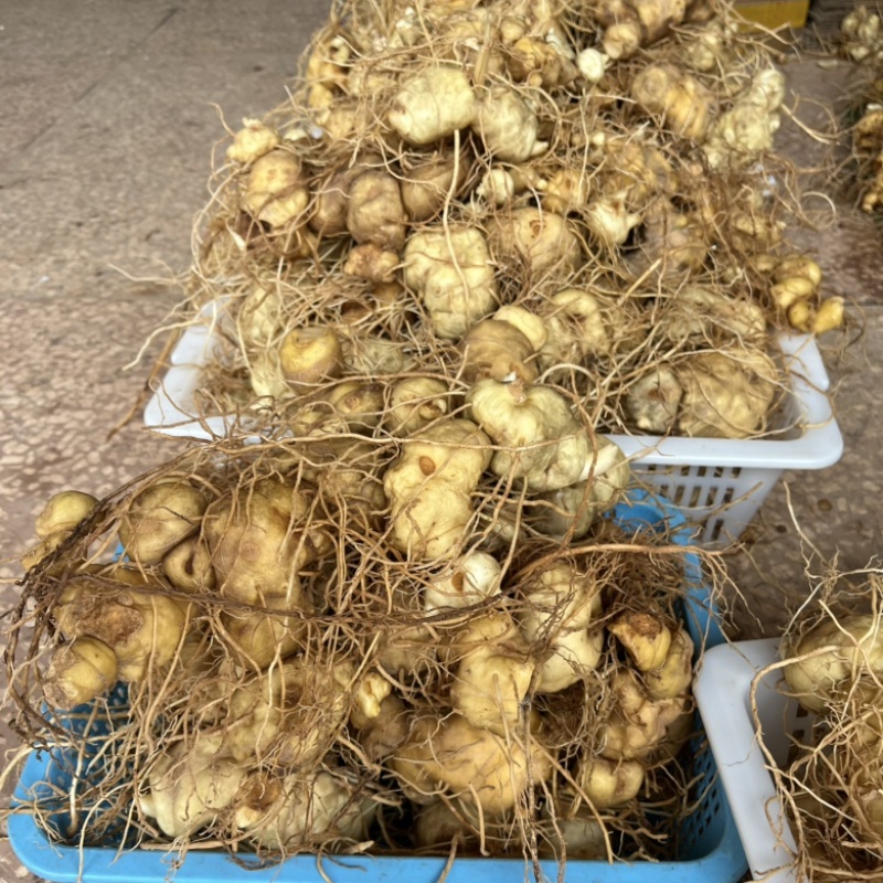黄精新鲜黄精大块黄精中药才