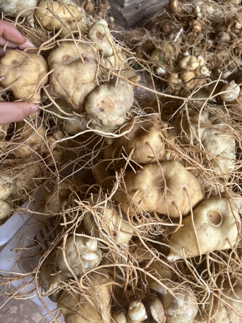 黄精新鲜黄精大块黄精中药才
