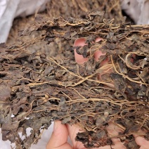 马齿苋河北干货药食同源散装量大从优