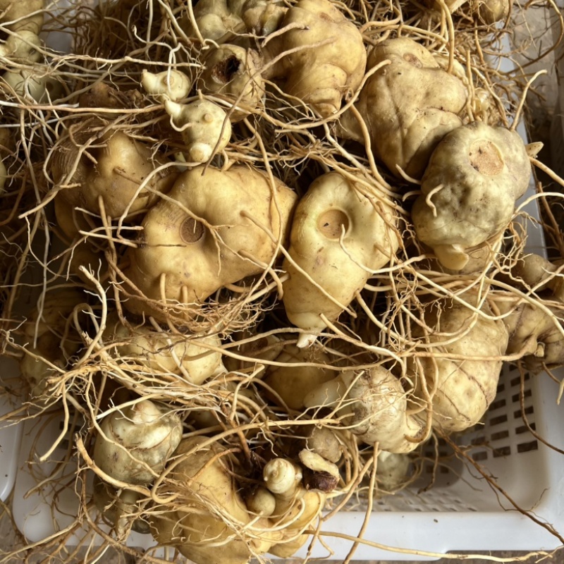 黄精滇黄精新鲜黄精