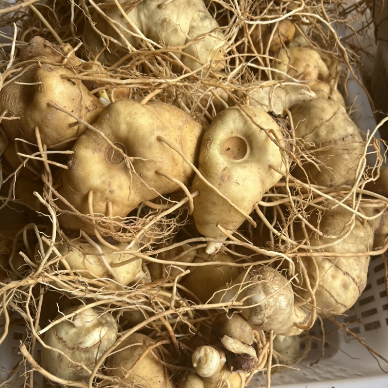 黄精滇黄精新鲜黄精