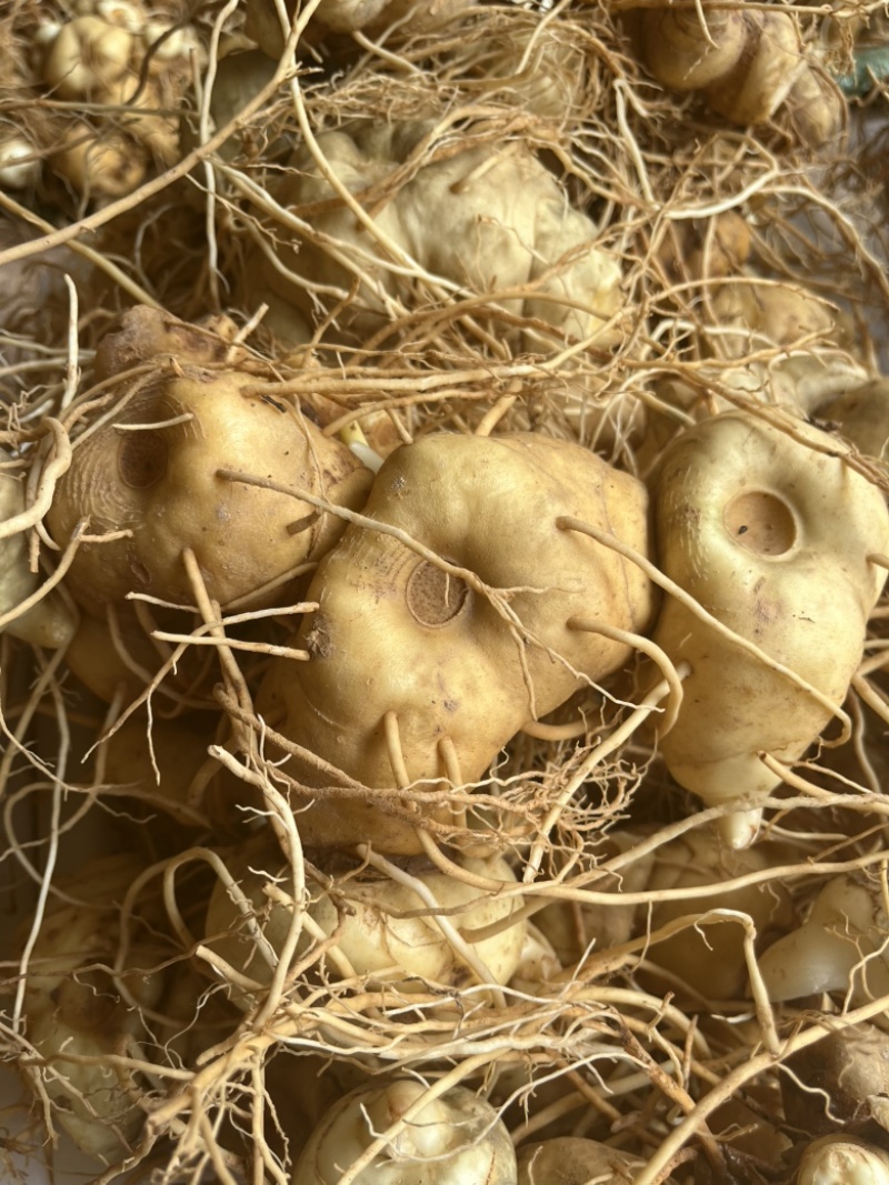 黄精滇黄精新鲜黄精