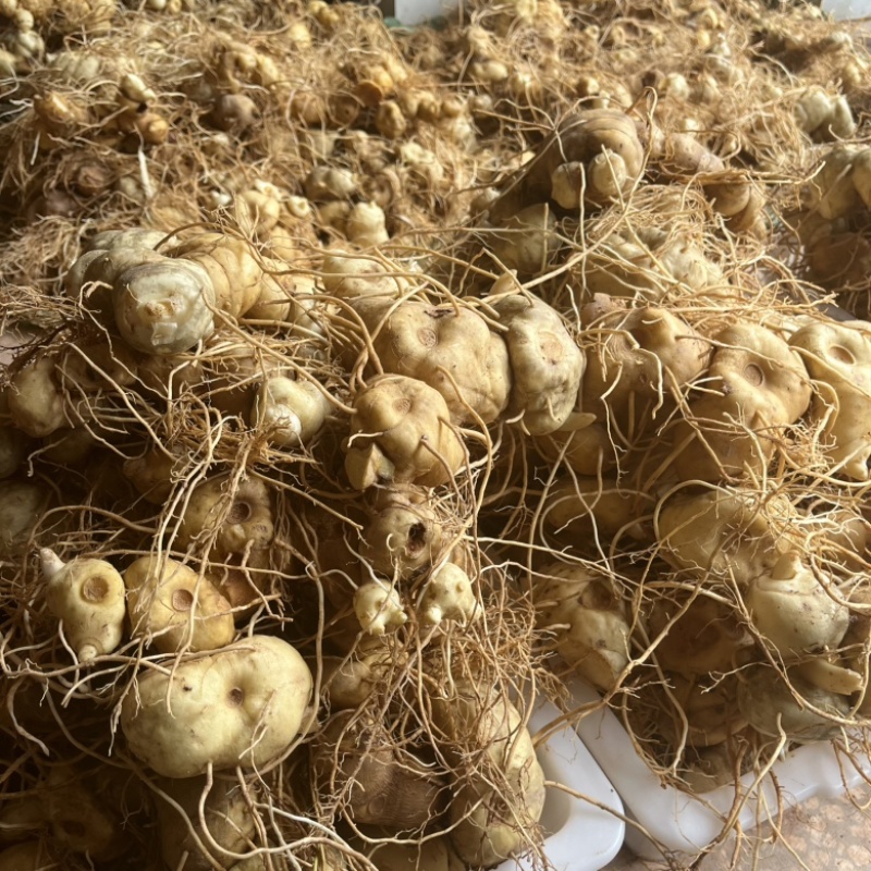 黄精滇黄精新鲜黄精