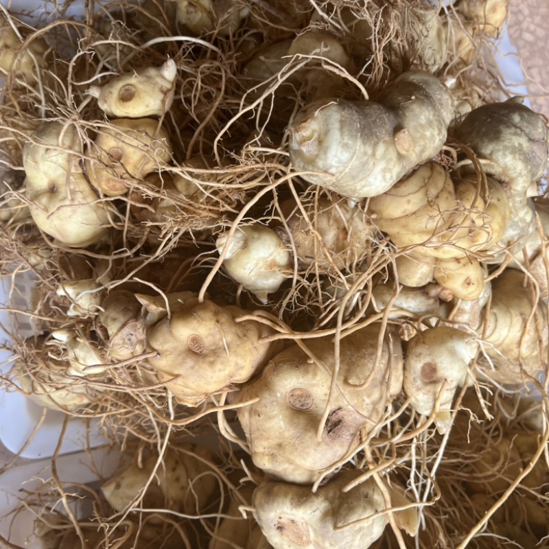 黄精滇黄精新鲜黄精