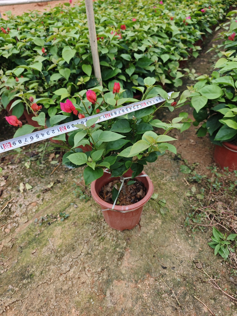 同安红水红三角梅盆栽高度35到40厘米左右