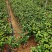 同安红水红三角梅盆栽高度35到40厘米左右