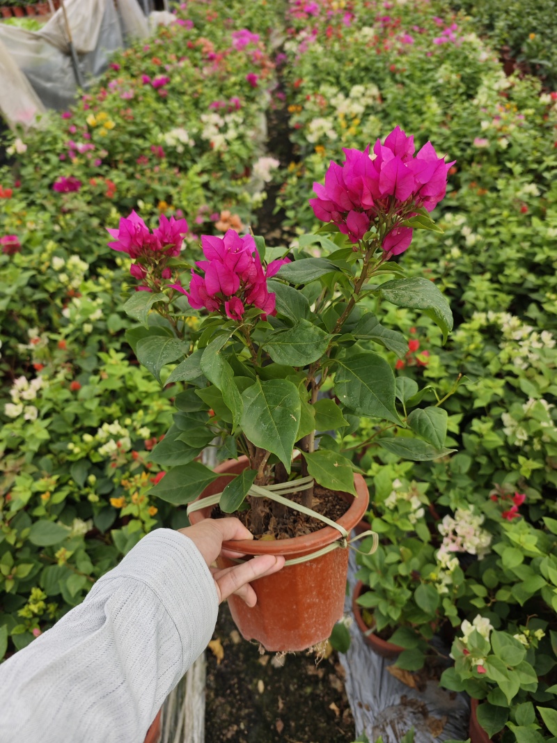 多色三角梅盆栽