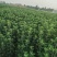 艾草蚊香棒天然驱蚊艾条香薰艾条家用防蚊虫消毒杀菌室内外驱