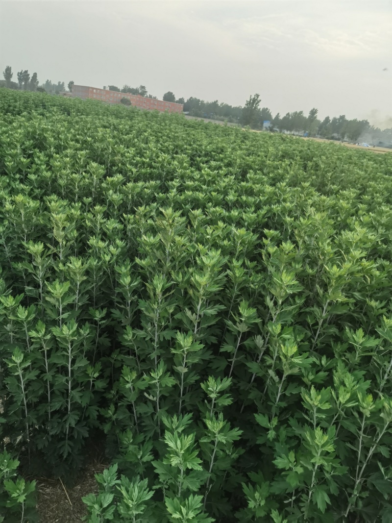 艾草蚊香棒天然驱蚊艾条香薰艾条家用防蚊虫消毒杀菌室内外驱