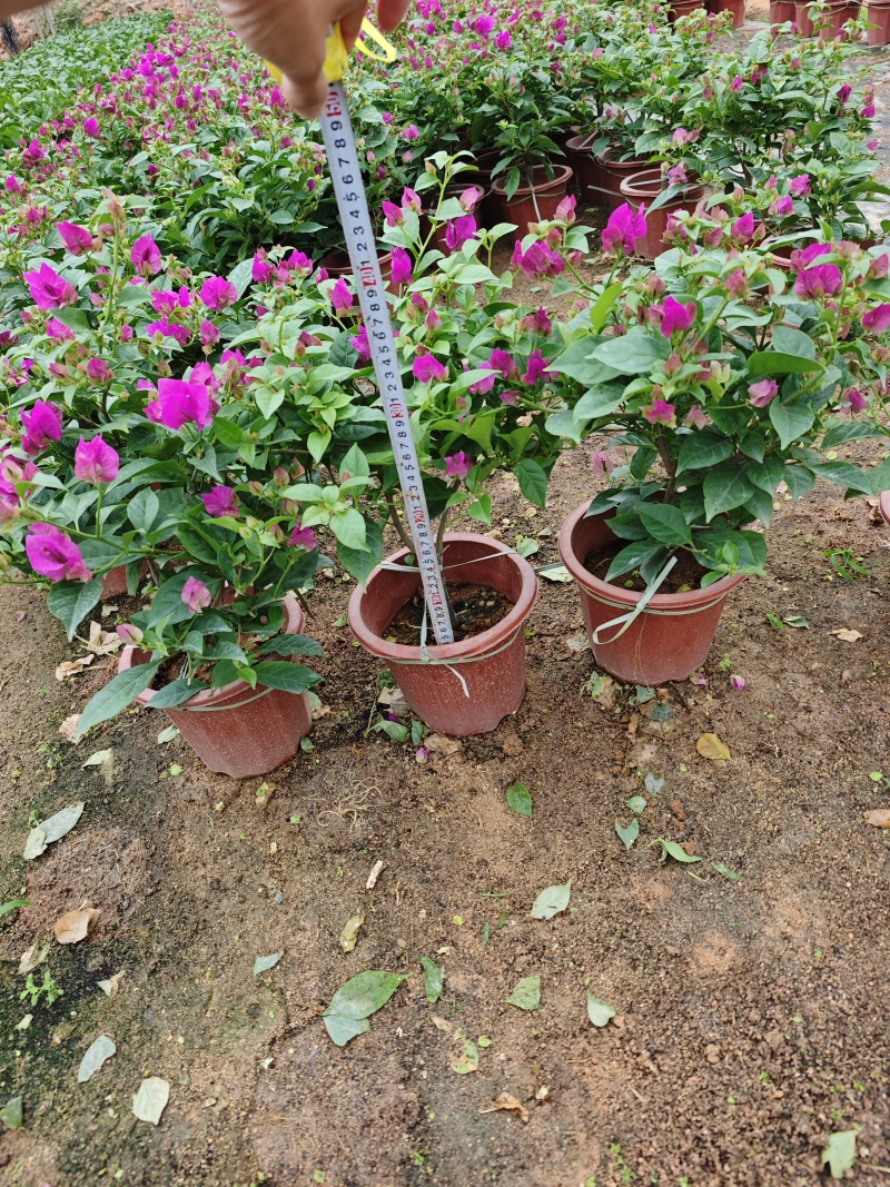 紫花三角梅云南紫三角梅盆栽高度35到40厘